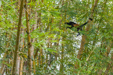 Singe Hurleur - Howler Monkey  