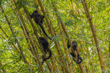 Singe Hurleur - Howler Monkey  