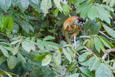 Singe écureuil - Squirrel Monkey  