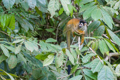 Singe écureuil - Squirrel Monkey  
