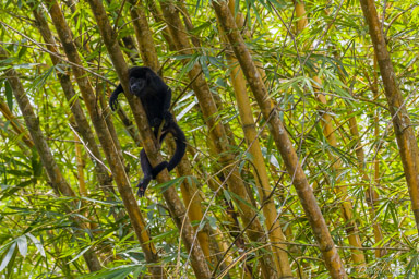 Singe Hurleur - Howler Monkey  
