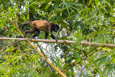 Singe Hurleur - Howler Monkey  
