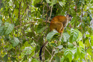 Singe écureuil - Squirrel Monkey  