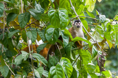 Singe écureuil - Squirrel Monkey  