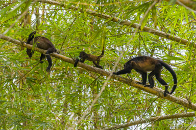 Singe Hurleur - Howler Monkey  