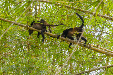 Singe hurleur - Howler Monkey  