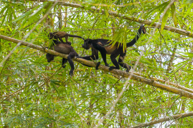 Singe Hurleur - Howler Monkey  