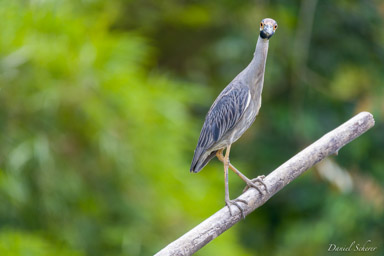 Bihoreau violacé - Yellow-crowned Night Heron
  