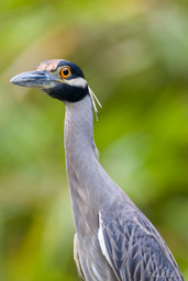 Bihoreau violacé - Yellow-crowned Night Heron
  