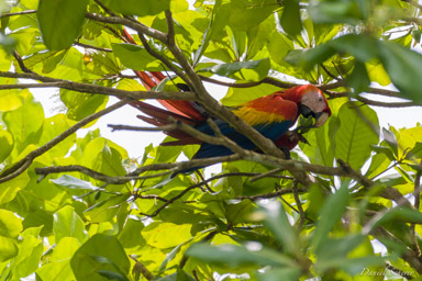 Ara rouge
Ara macao - Scarlet Macaw  