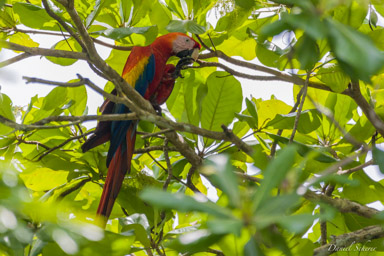 Ara rouge
Ara macao - Scarlet Macaw  