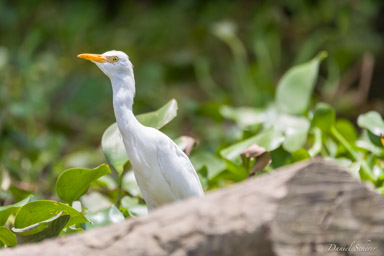 Héron garde-boeufs - Western Cattle Egret  