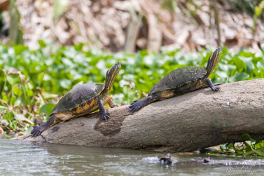 Tortues de Floride - Yellow-bellied Slider  