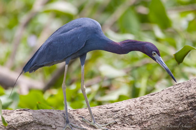 Aigrette bleue - Little Blue Heron  