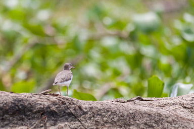 Chevalier grivelé - Spotted Sandpiper  