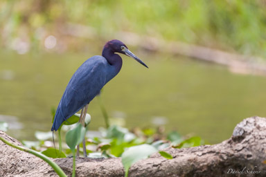 Aigrette bleue - Little Blue Heron  