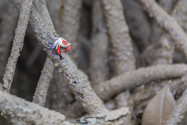 Crabe de mangrove  