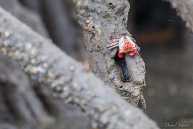Crabe de mangrove  