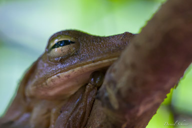 Grenouille brune arboricole - Rosenberg's Galadiator Frog  