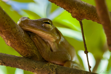 Grenouille brune arboricole - Rosenberg's Galadiator Frog  