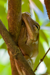 Grenouille brune arboricole - Rosenberg's Galadiator Frog  