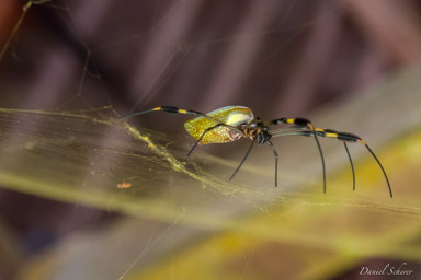 Araignée aux fils d'or - golden silk web spider - Nephila Clavipes  