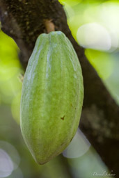 Cacao  