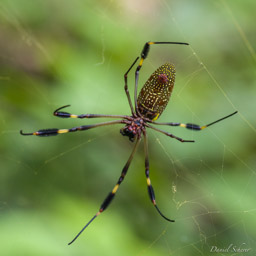 araignée aux fils d'or - golden silk web spider - Nephila Clavipes  