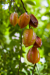 Carambole  