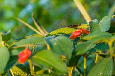 Psychotria elata (baiser de la fiancée)  