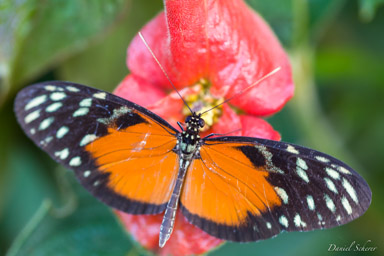 Heliconius hecale - tiger longwing  