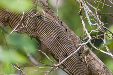 Nid de guêpes Synoeca cyanea  