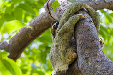 Paresseux - sloth  