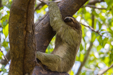 Paresseux - sloth  