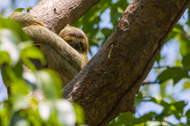 Paresseux - sloth  