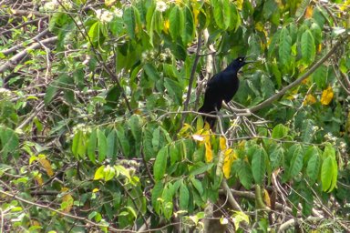 Quiscale à longue queue- Great-tailed Grackle  