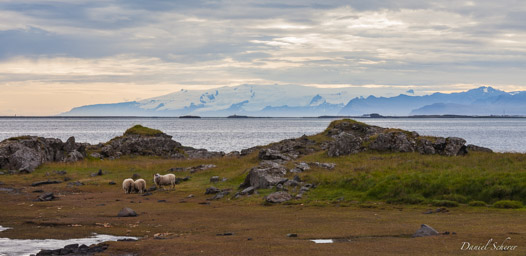 Höfn