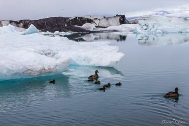 Jokulsarlon