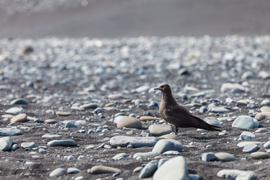 Jokulsarlon