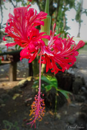 Lanterne japonaise -  Hibiscus schizopetalus  