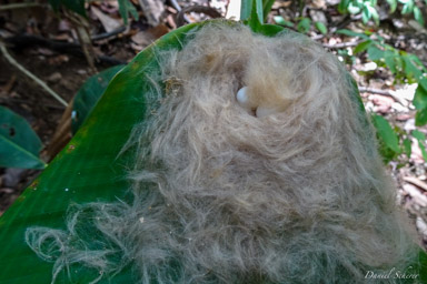 Nid de Colibri jacobin
- White-necked Jacobin nest  