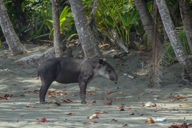 Tapir de Baird  