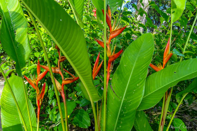 Heliconia  