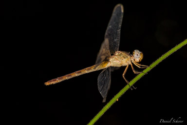 libellule  