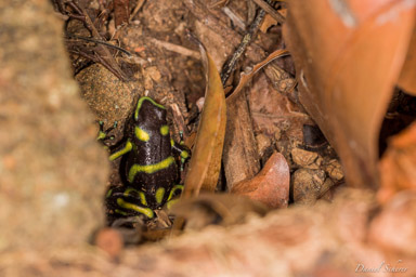 Dendrobates auratus  