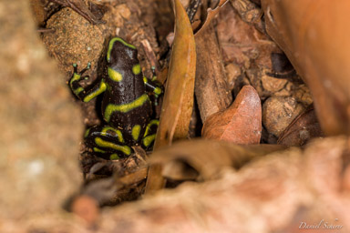Dendrobates auratus  