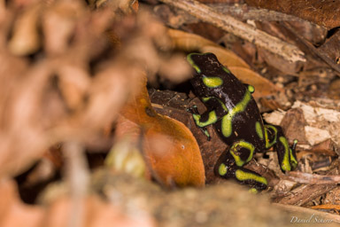 Dendrobates auratus  