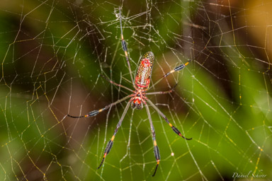 araignée aux fils d'or - golden silk web spider - Nephila Clavipes  