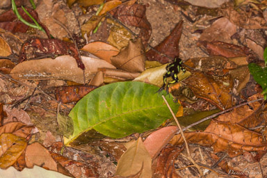 Dendrobates auratus  