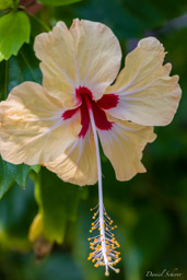 hibiscus  